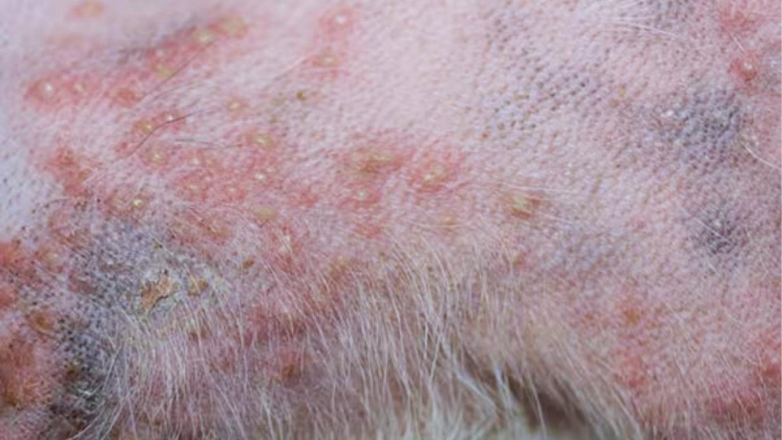 Dog's belly shows widespread red rash with pustules, dark pigmentation, and thinning fur indicating possible bacterial skin infection.