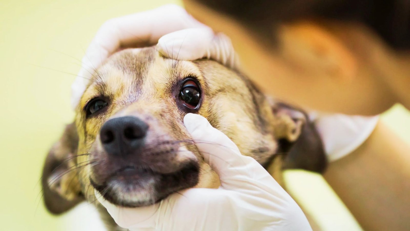 doctor checking the eyes of a dog.