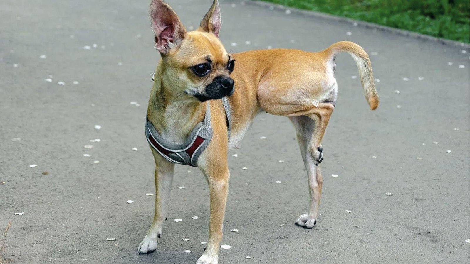 Chihuahuas stand on three legs with hind legs raised off ground, visibly not bearing weight while walking.