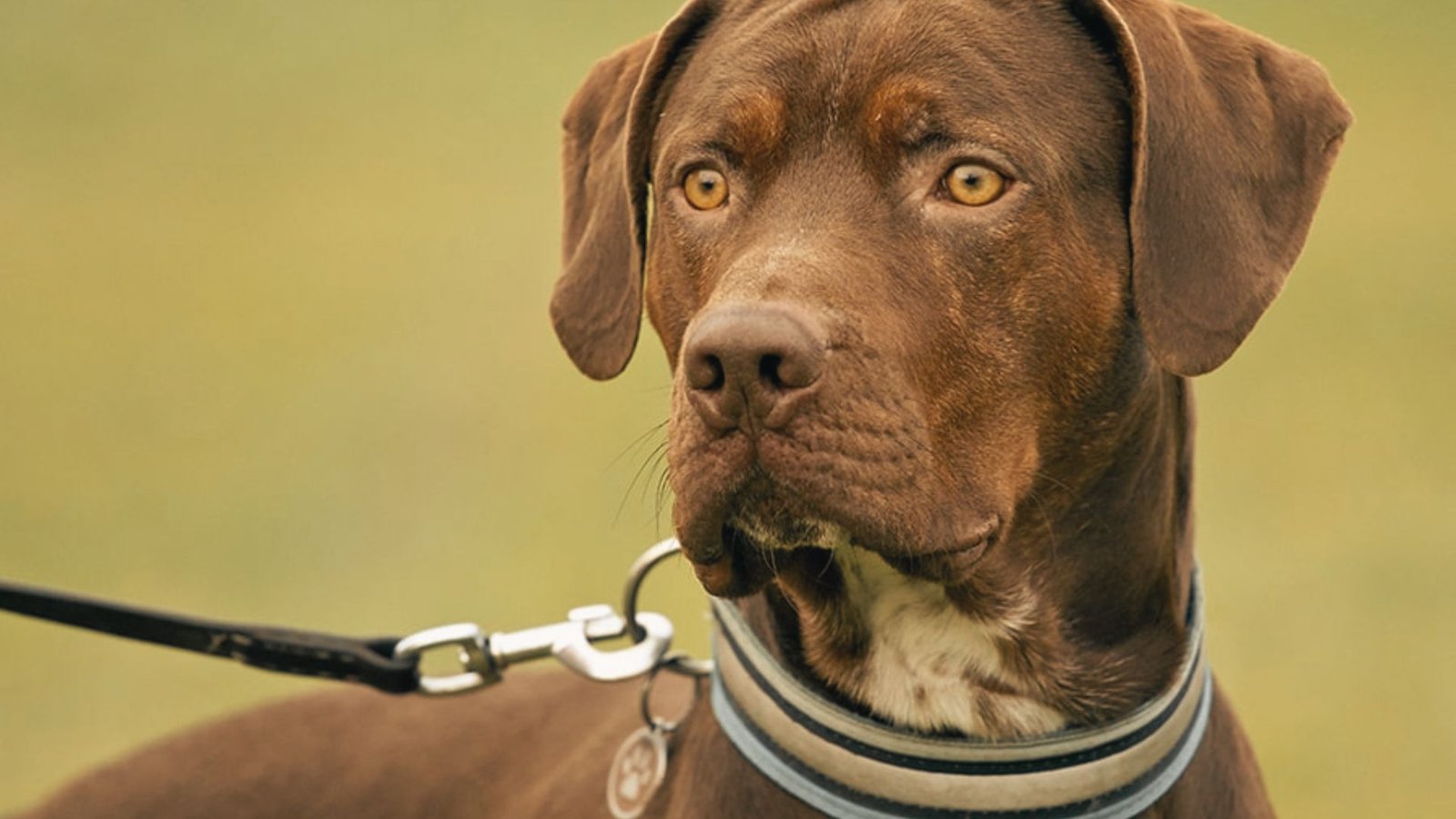 image of a Brown Catahoula Dog.