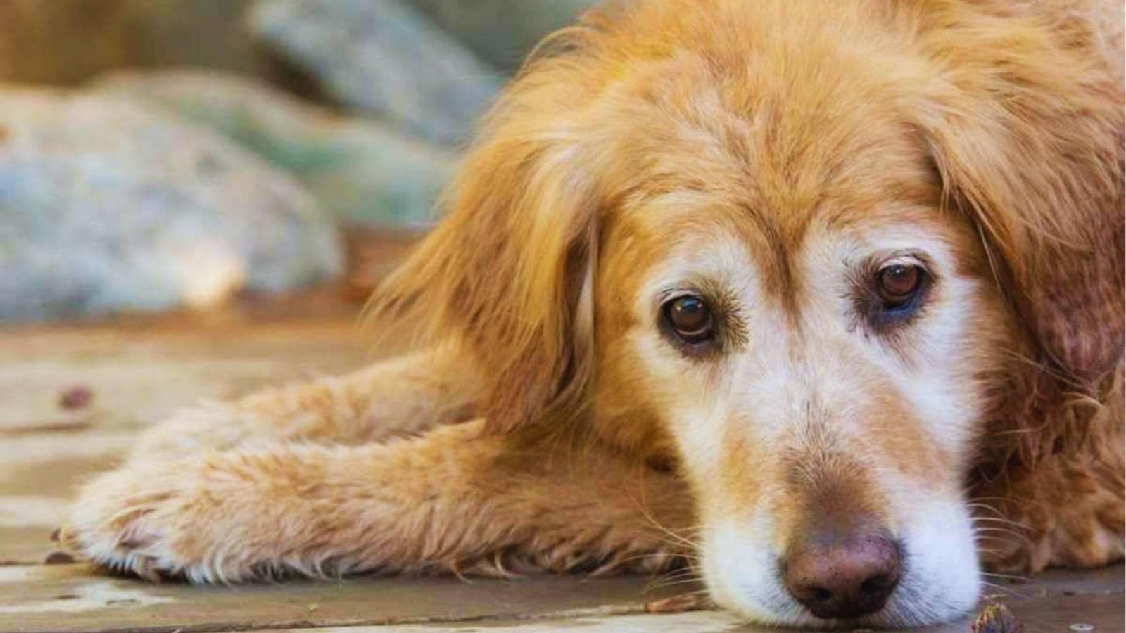 Senior golden retriever with white muzzle lies on wooden deck, head on paws and eyes sad, showing arthritis fatigue.