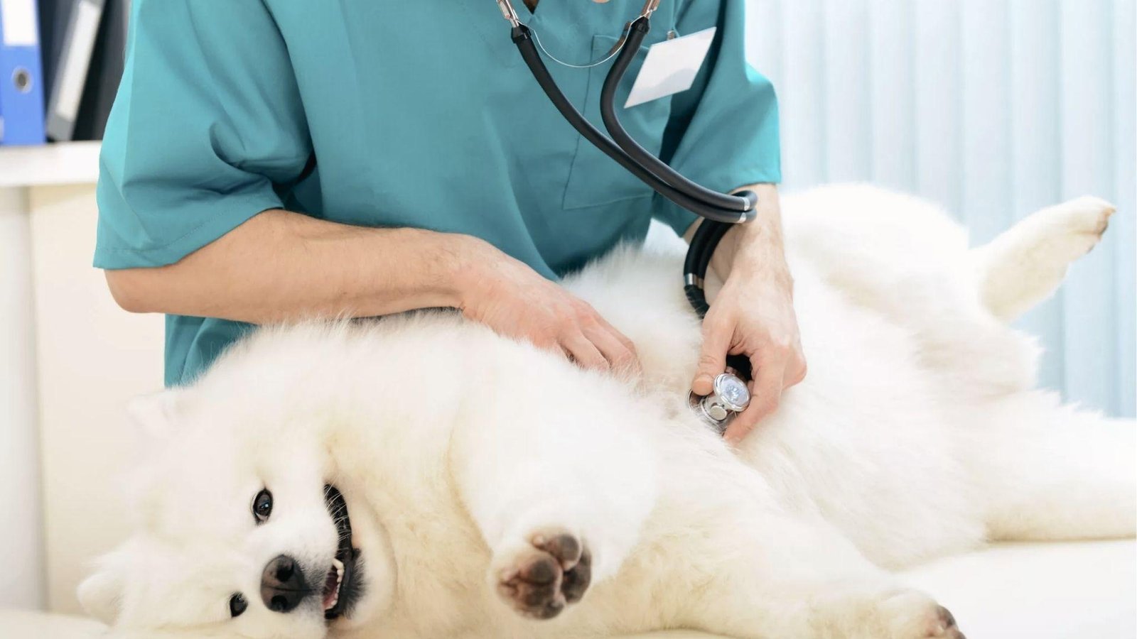Vet uses a stethoscope on fluffy white Samoyed to monitor pregnancy health near 63-day gestation.
