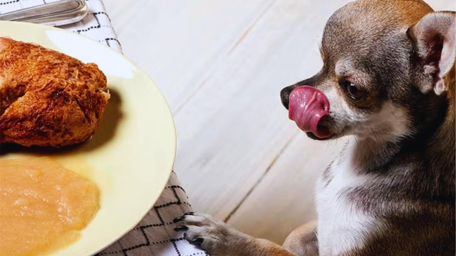 Chihuahua with tongue out eagerly eyes roasted turkey breast and applesauce on yellow plate beside checkered napkin.