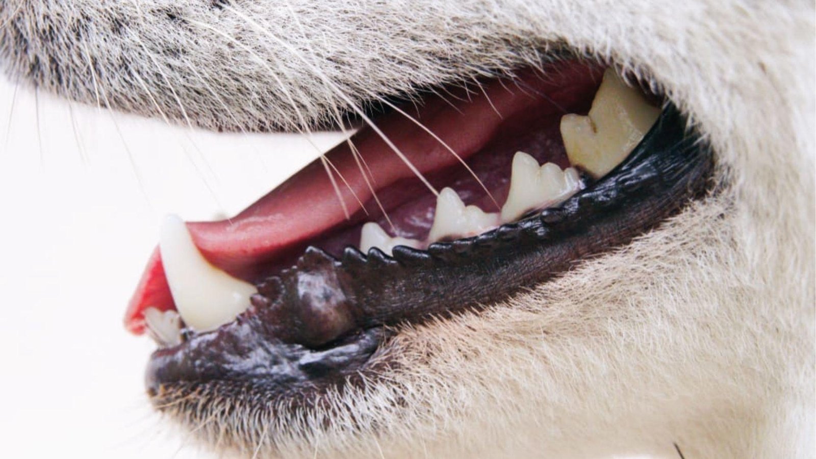Close-up of dog teeth and gums with mouth open, dental pain often triggers excess drooling.