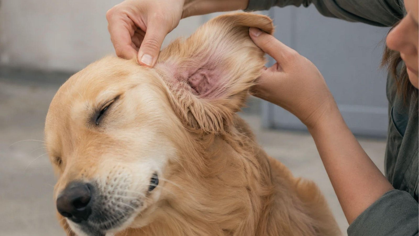 Owner checks Golden Retriever's inflamed ear as dog keeps scratching ear and feels uneasy
