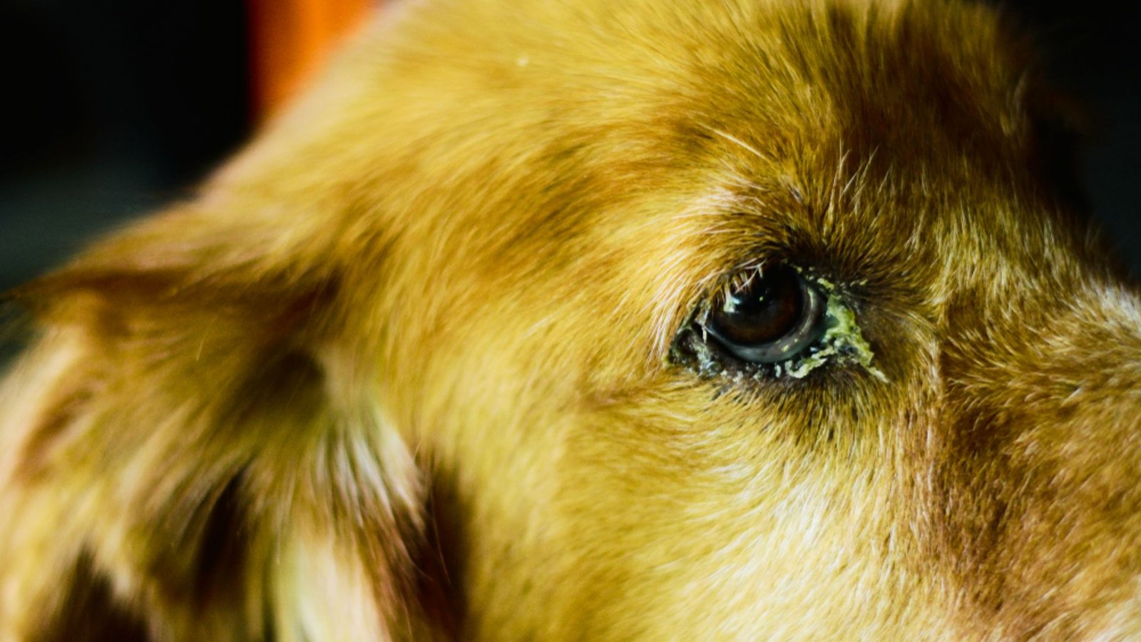 a dog having eye booger.