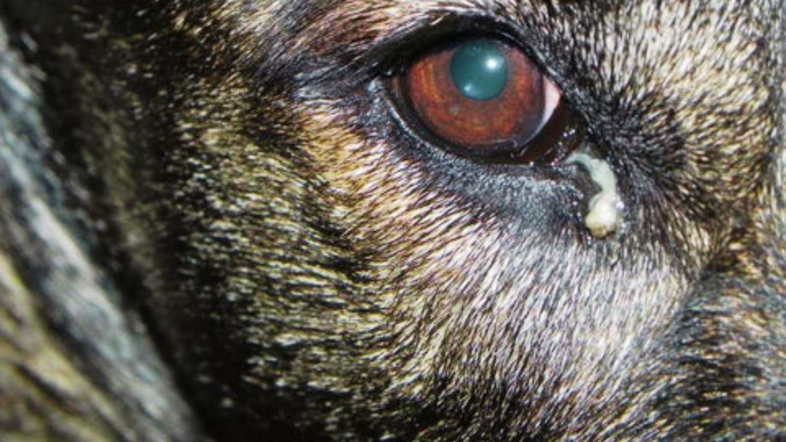 dog having the white discharge from the eye.