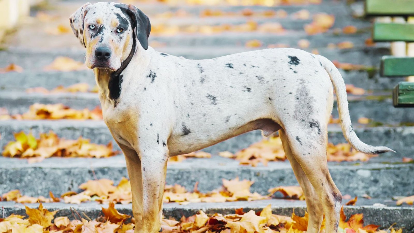 image of a Catahoula Dog.