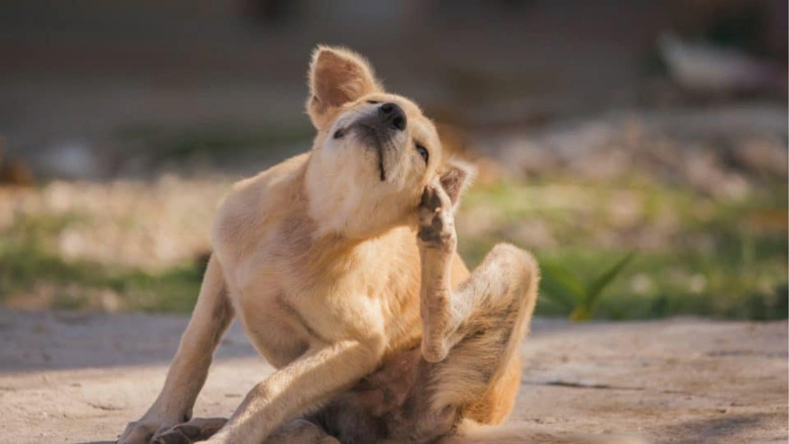Light brown dog sits outside scratching itchy ear with hind paw due to ear irritation