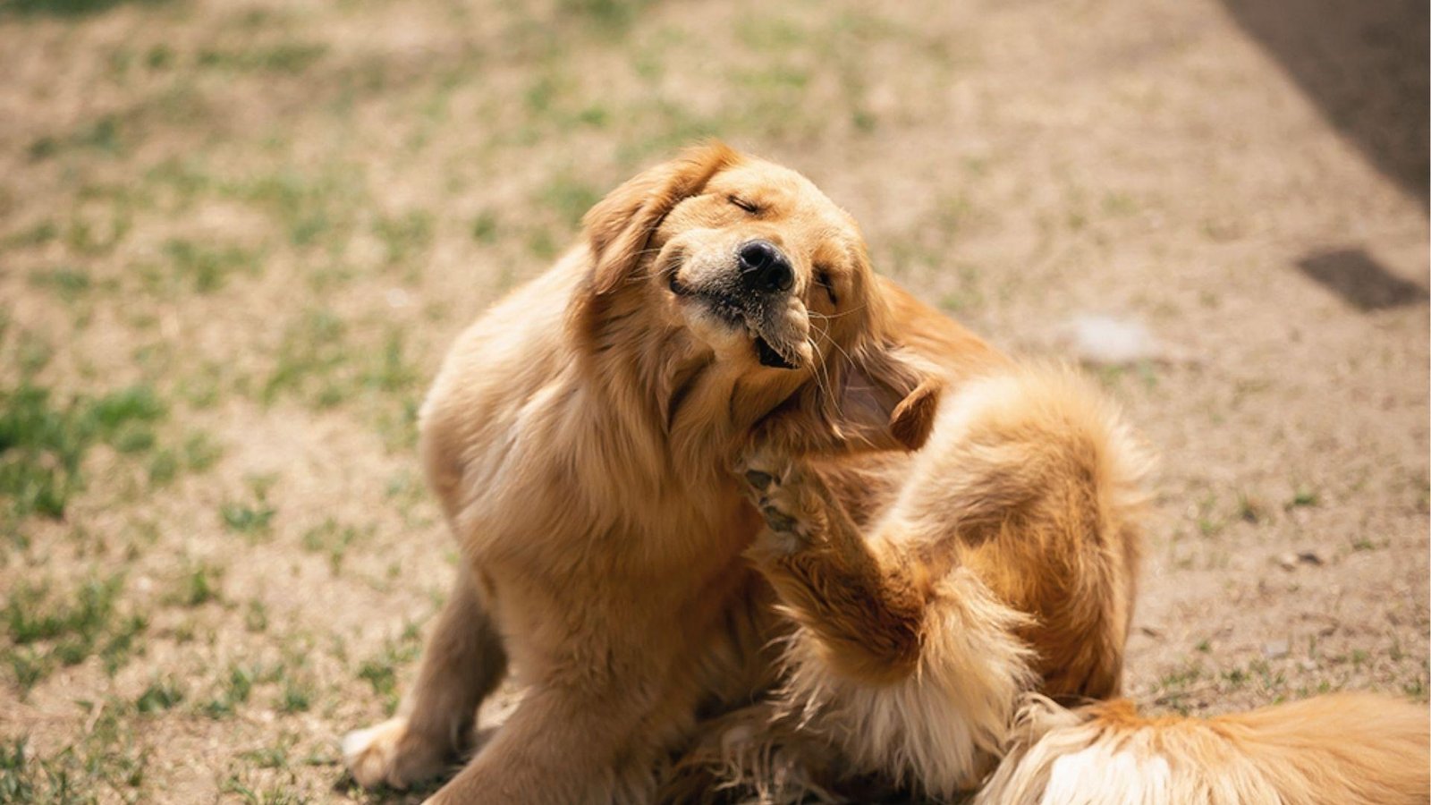 Golden Retriever sits on grass scratching ear intensely, dog keeps scratching ear daily