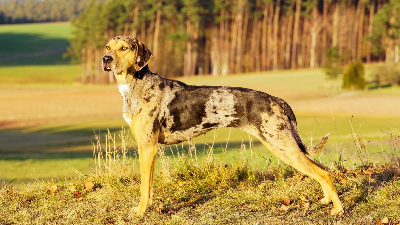 The leopard pattern dog picture.