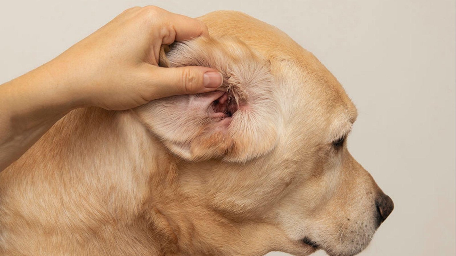 Hand lifts Labrador’s ear to reveal redness and discharge, common symptoms of canine otitis.