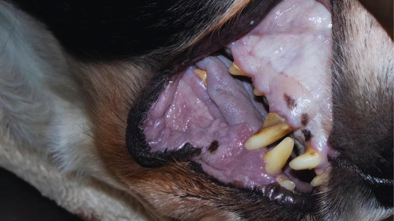 Close-up of dog's open mouth shows very pale, almost white gums with brown pigment spots and yellowed teeth, indicating possible anemia.