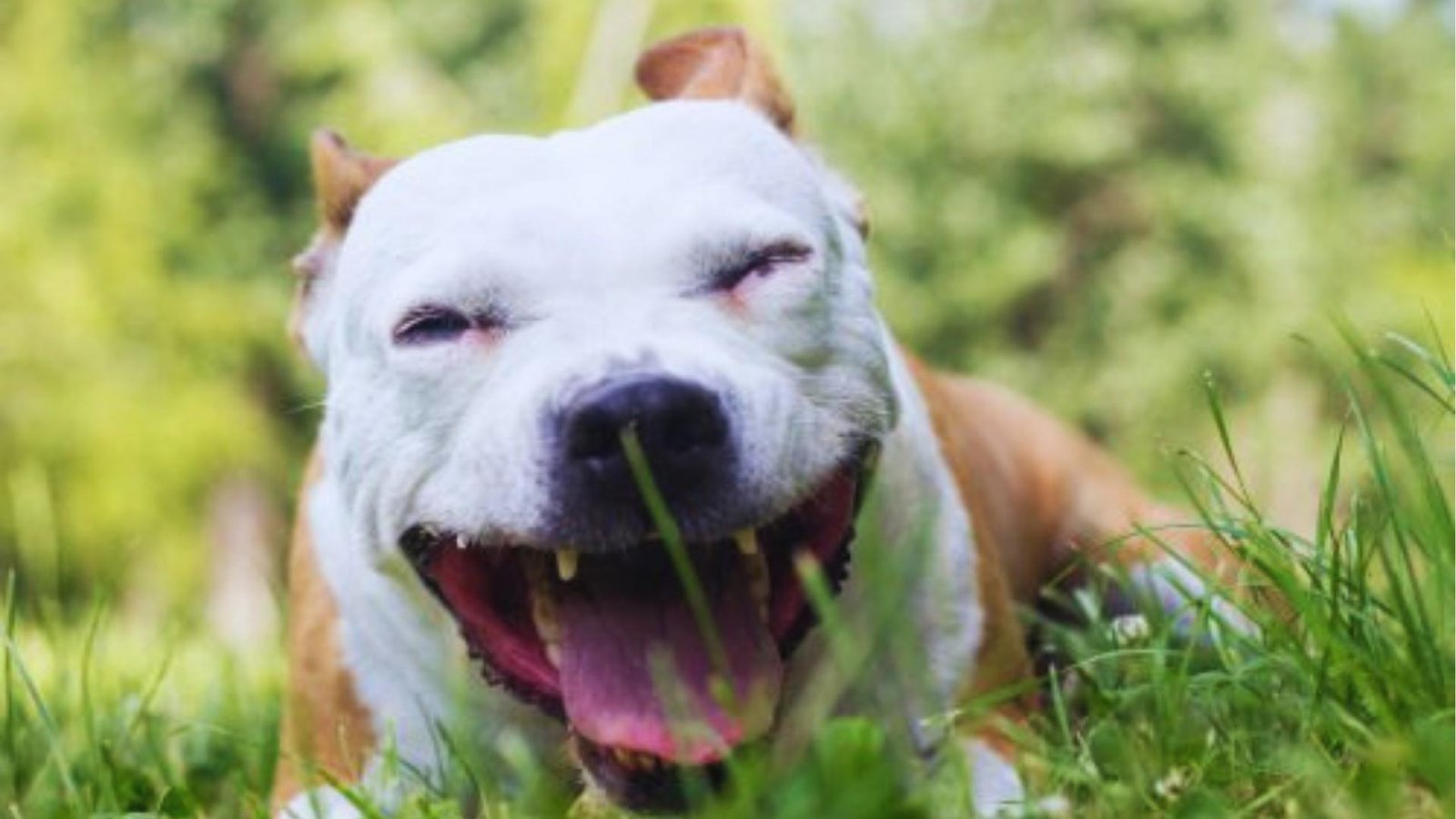 White and tan pit bull-type dog sits on grass mid-cough, eyes squinted shut and mouth wide open outdoors.