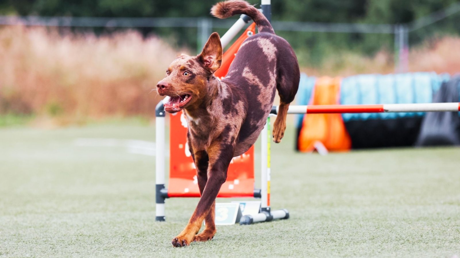 training a Catahoula Dog.