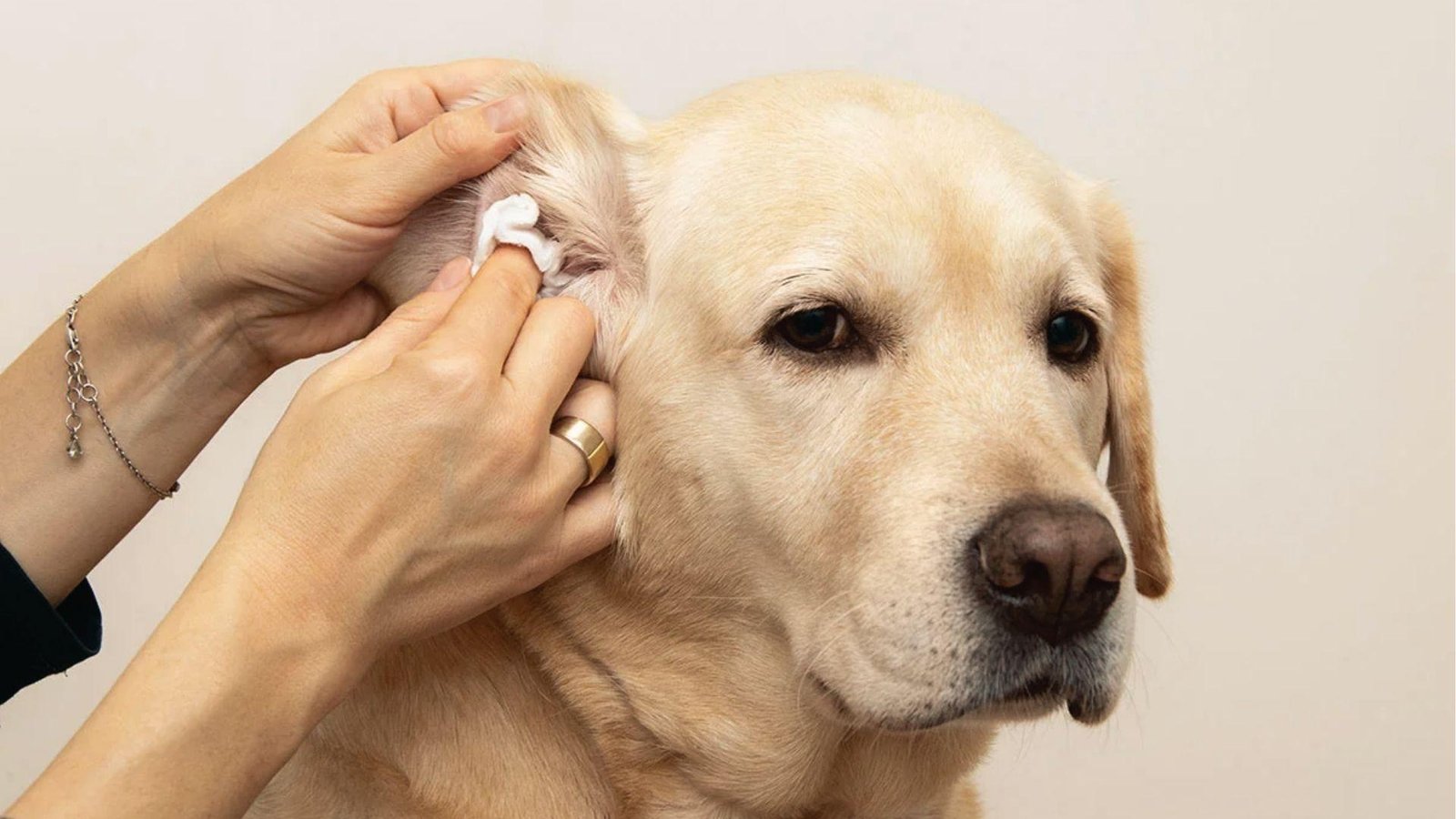 Owner gently cleans Labrador's ear with cotton as dog keeps scratching ear from discomfort