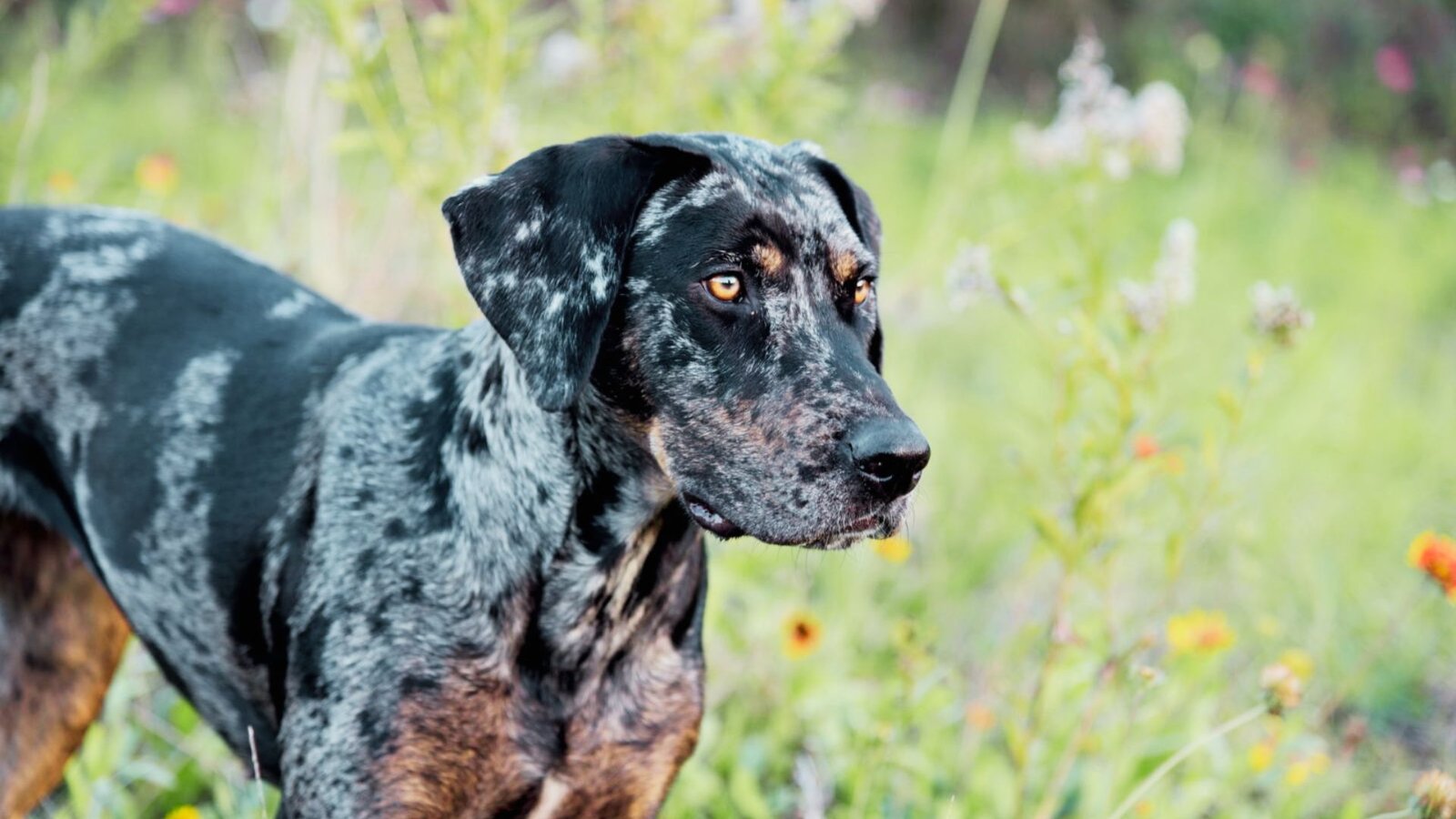 picture of a Black Catahoula Dog.