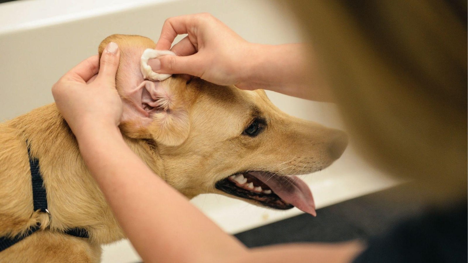 Vet cleans tan dog's ear with cotton pad while it pants, dog keeps scratching ear often