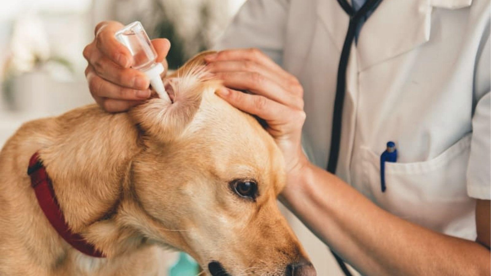 Vet applies ear drops to a Labrador’s swollen ear to treat possible infection or inflammation.