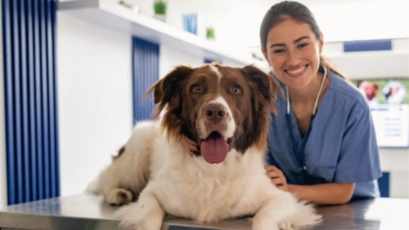 Smiling vet examines alert brown and white dog on table, tracking pregnancy progress safely.