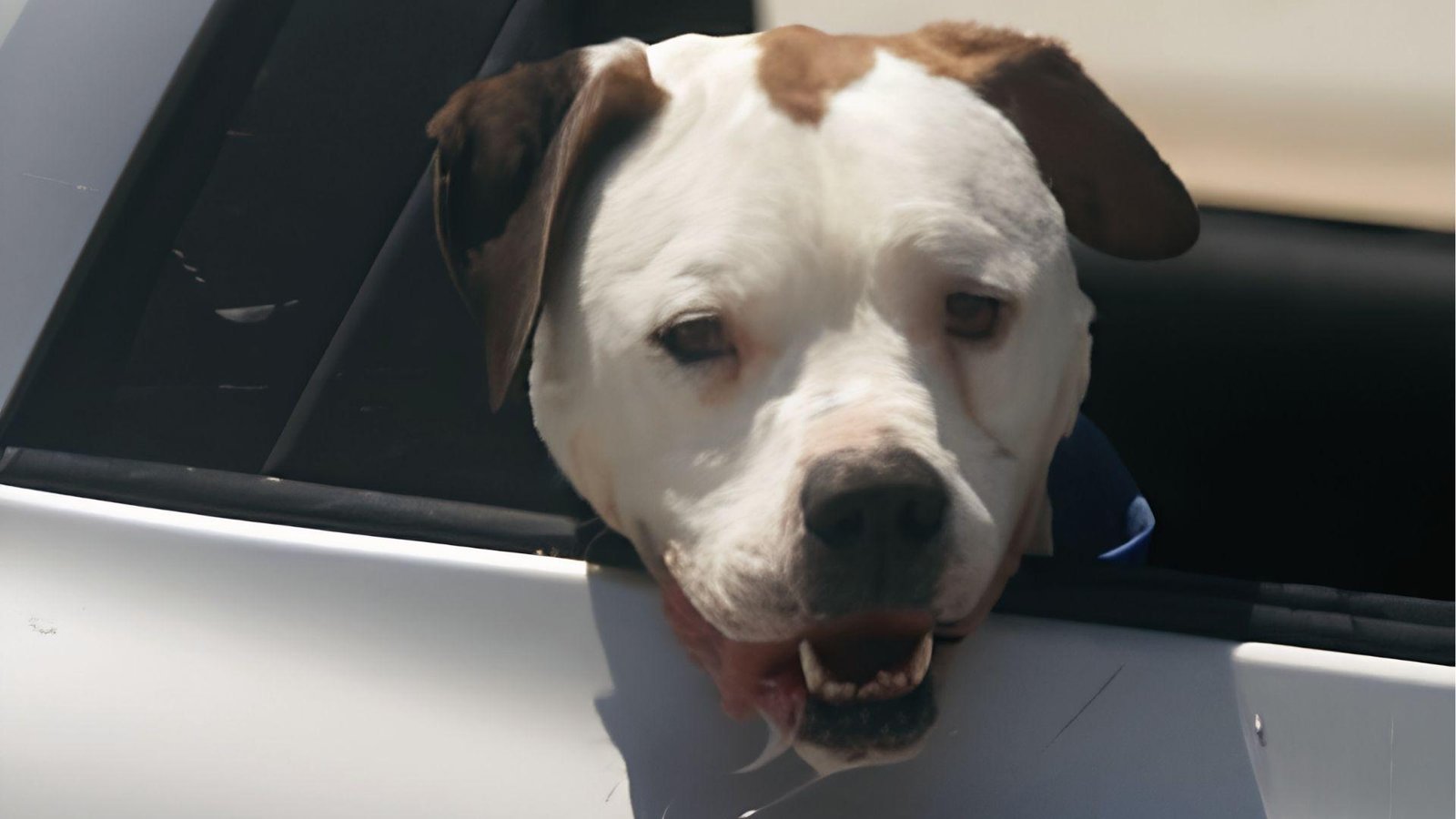 White and brown dog with head out car window drooling, motion sickness can make dogs drool.