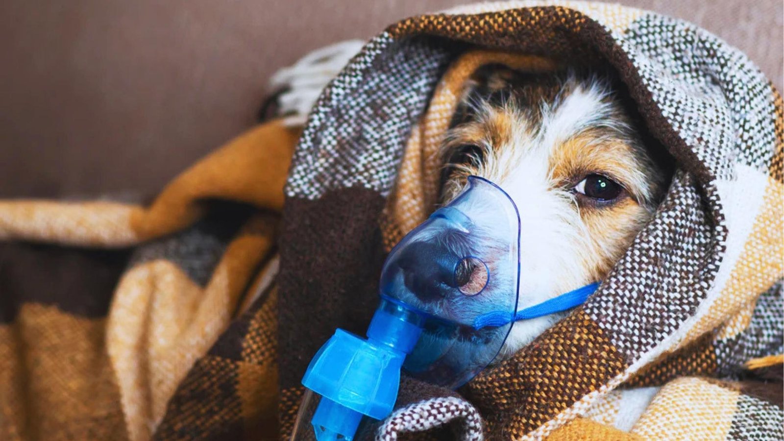 Small brown and white terrier wrapped in plaid blanket wears oxygen mask on nose, eyes droopy from illness or sedation.