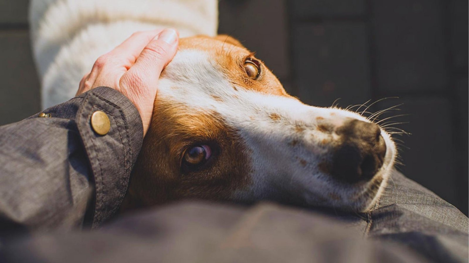 Close-up of brown and white dog being comforted with hand on head, looking anxious and unwell with sad eyes.