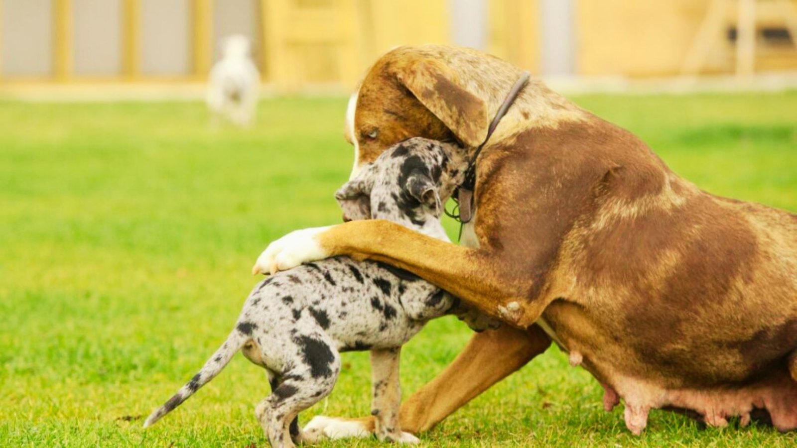 two Catahoula dogs playing with each other.