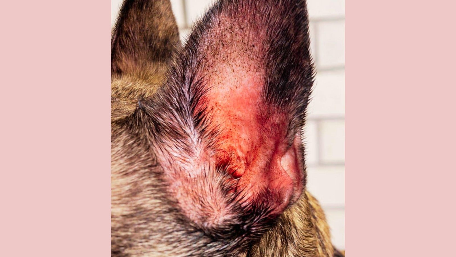 Close-up of dog ear with severe redness, hair loss, inflamed skin, dark specks, irritation, visible inside pinna, medical condition