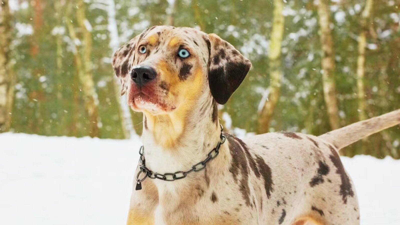 image of a Tan Catahoula Dog.