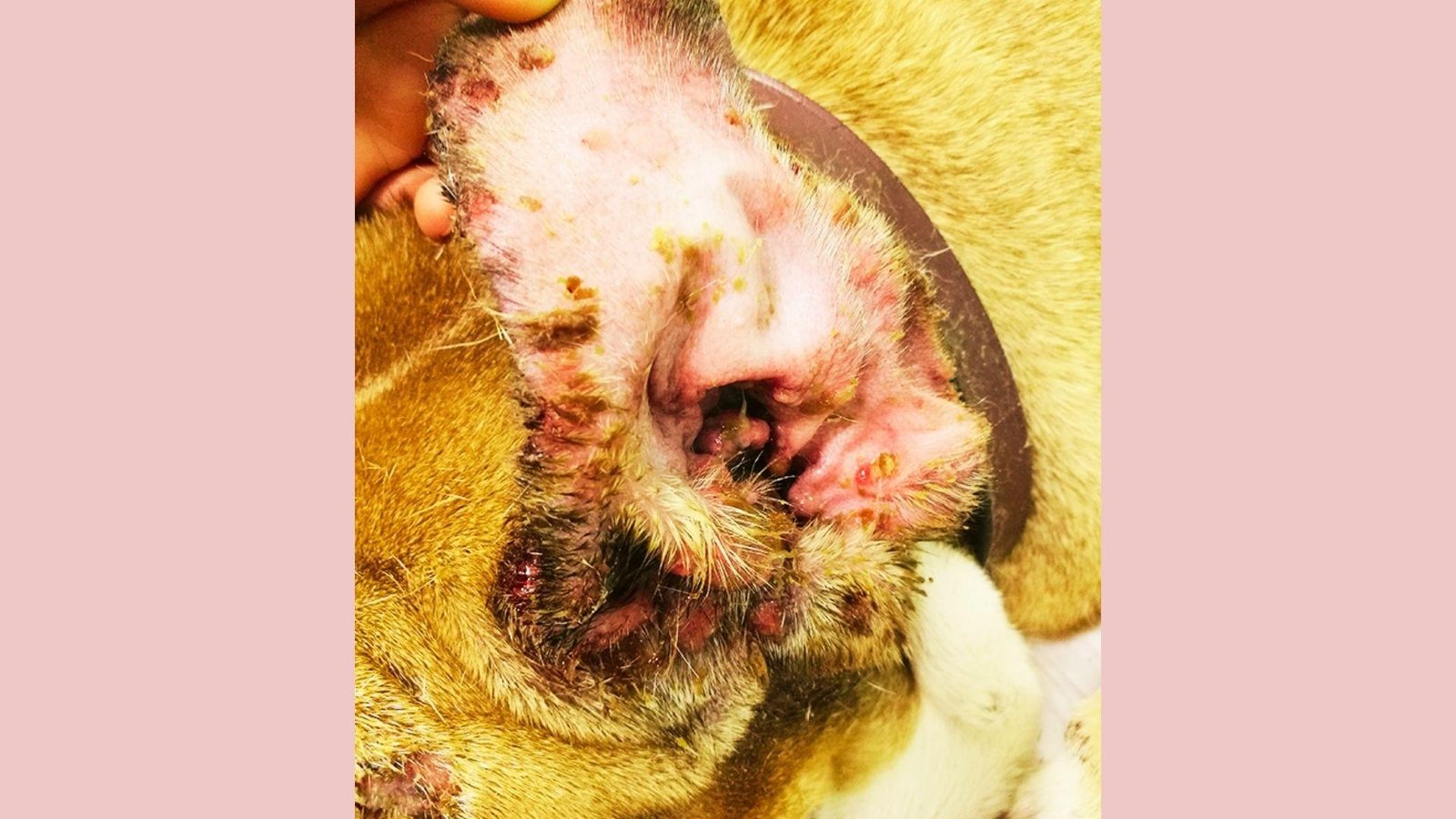 Severely inflamed dog ear held open showing red sores, yellow crusts, hair loss, discharge, swollen canal, skin lesions