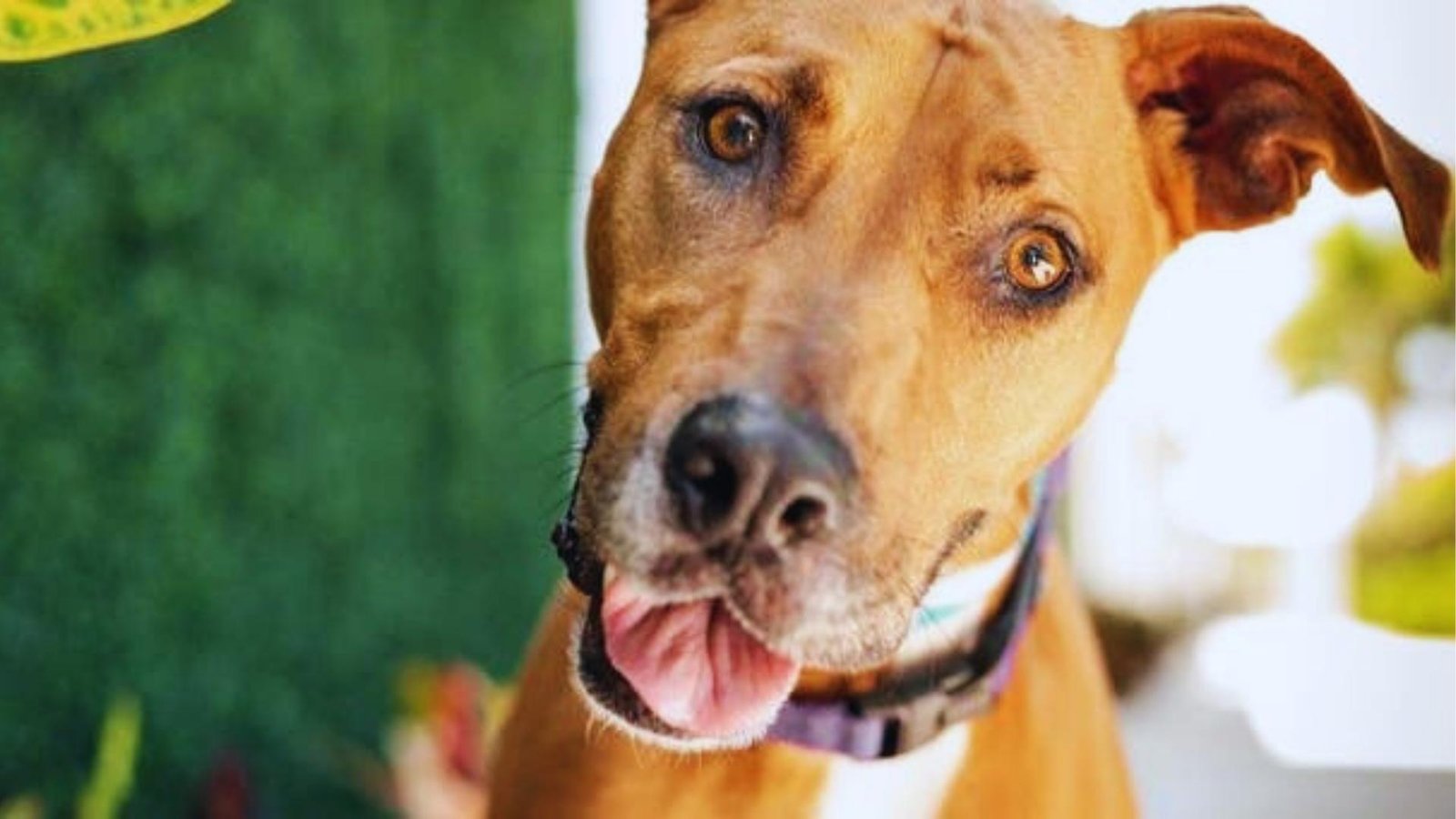 Close-up of brown pit bull-type dog with purple collar tilts head curiously, tongue out and eyes bright outdoors.