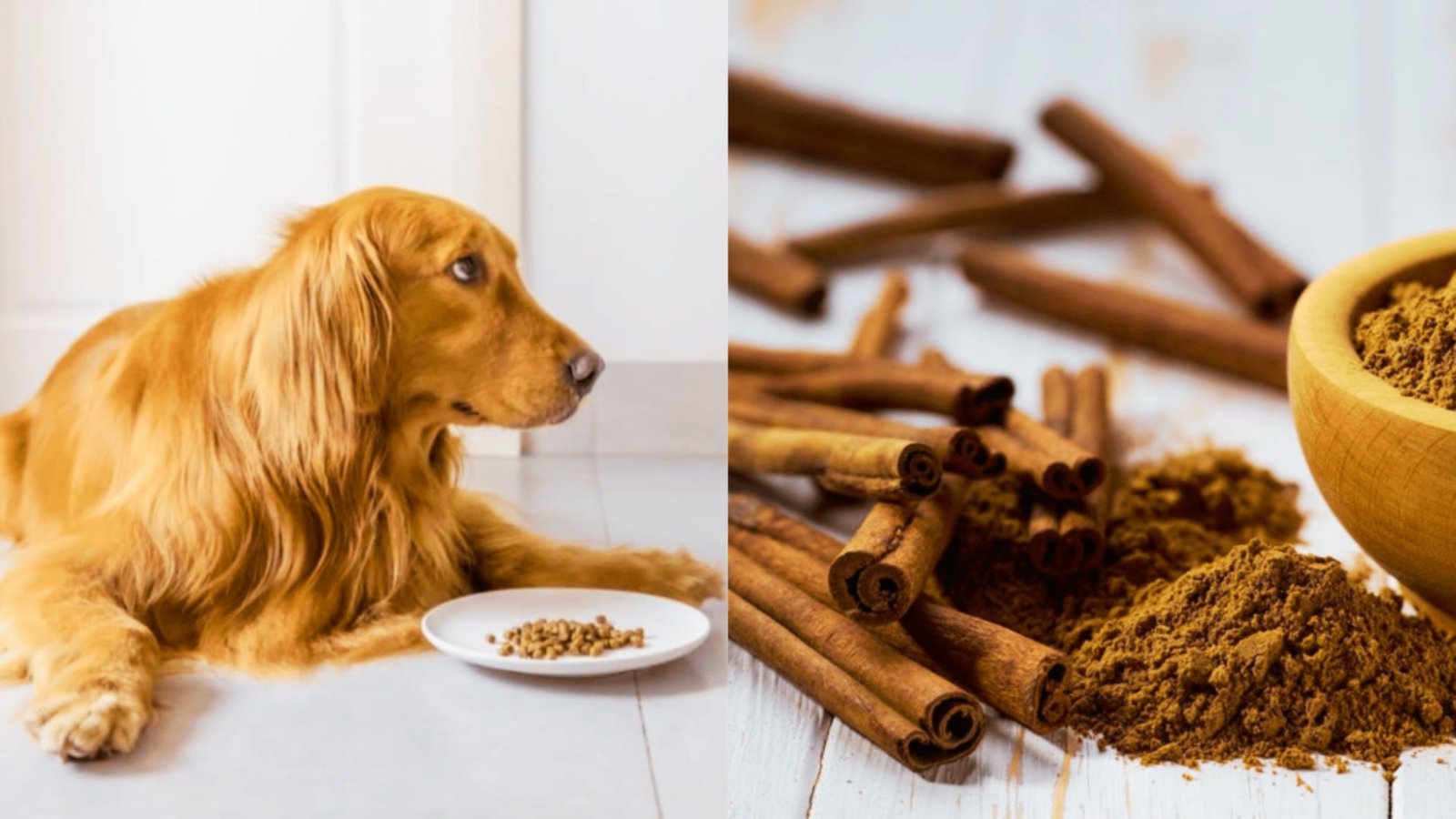 image showing dog and cinnamon