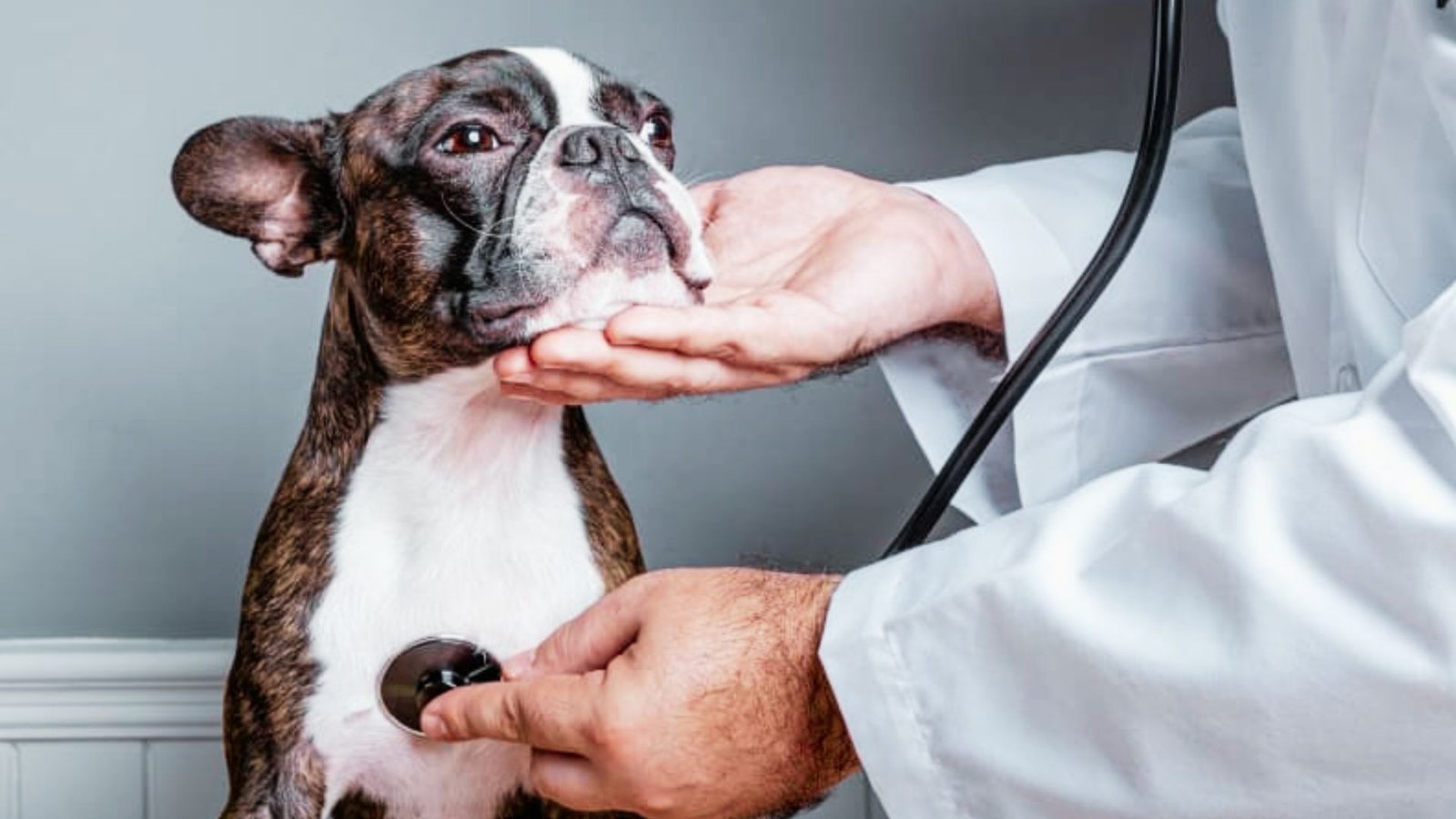 doctor checking breathing a dog.
