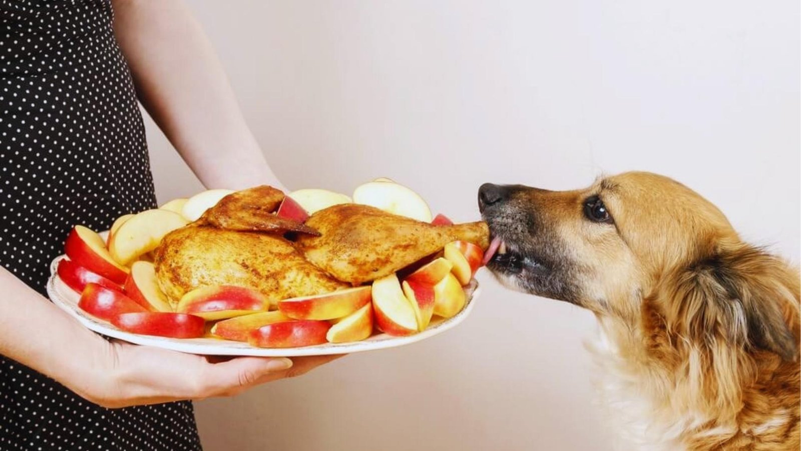 Brown dog licks roasted turkey leg held on platter with apple slices by person in polka dot dress.