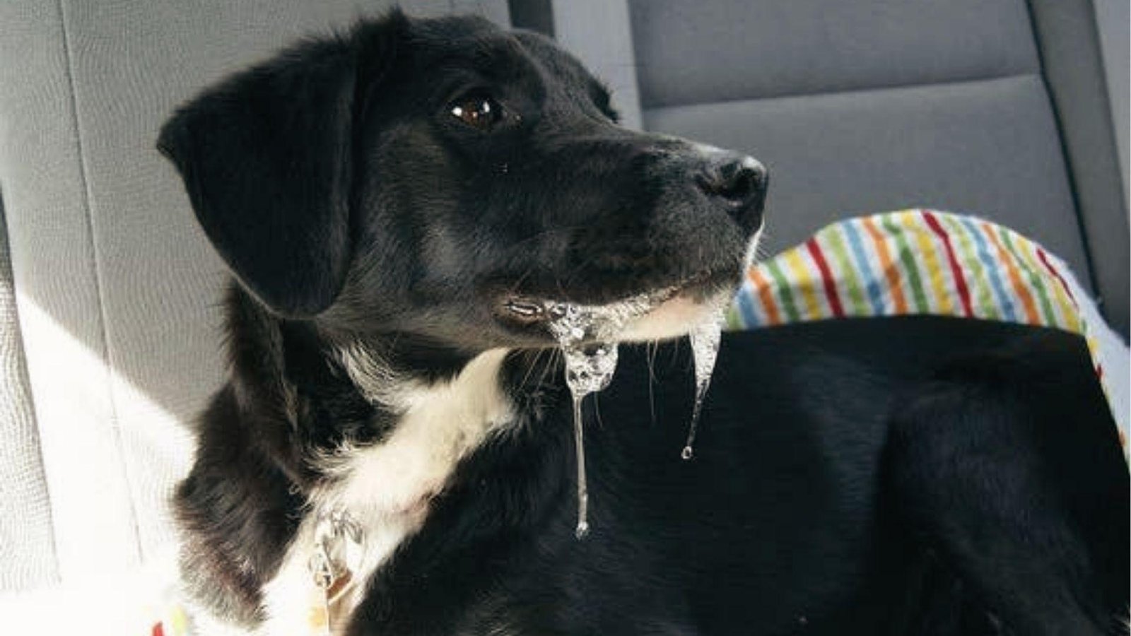 Black dog in a car seat with heavy drool hanging, stress or car anxiety causes excess salivation.