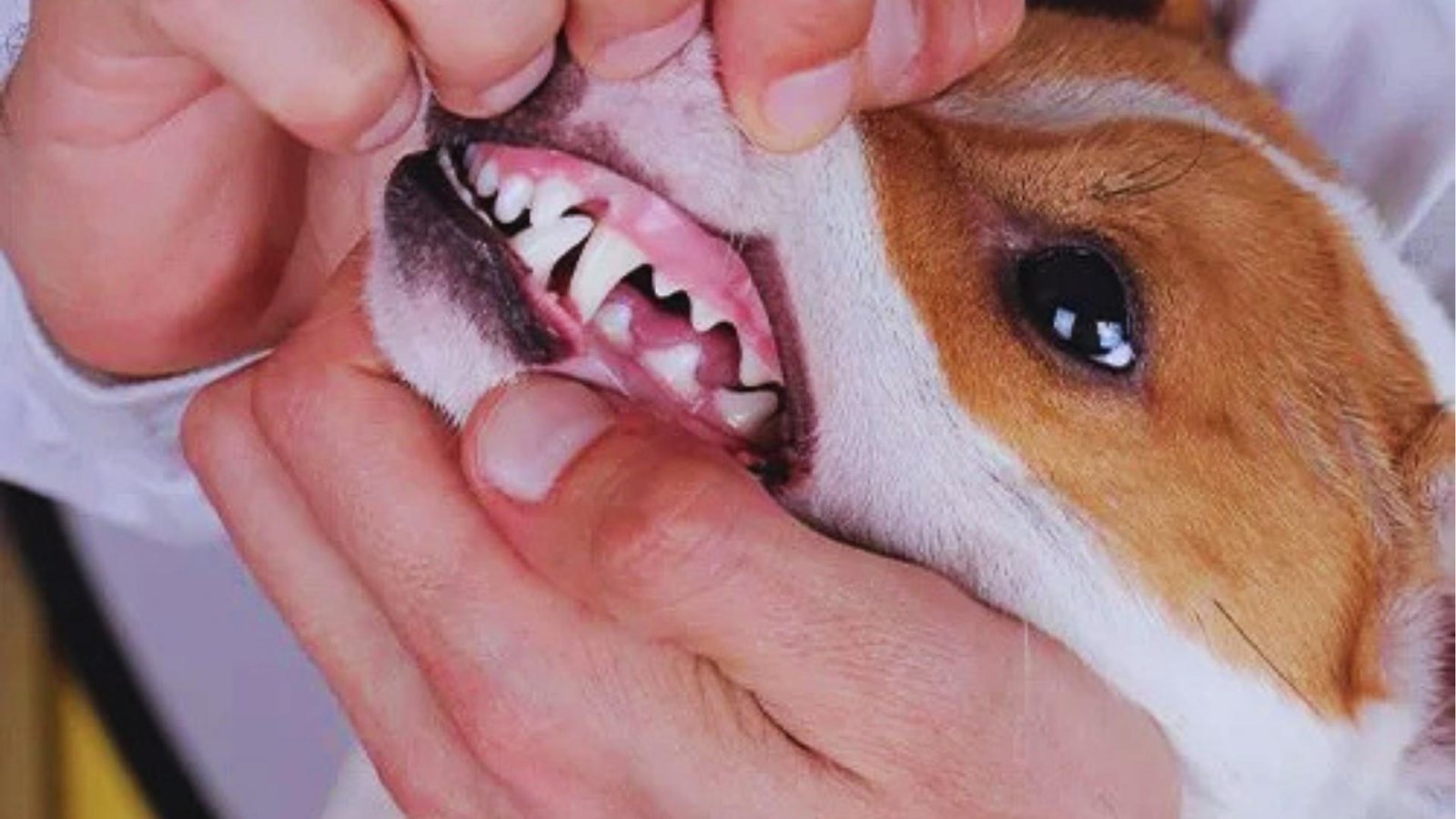Small brown and white dog lies on side while hands gently open mouth, exposing clean white teeth and healthy pink gums.