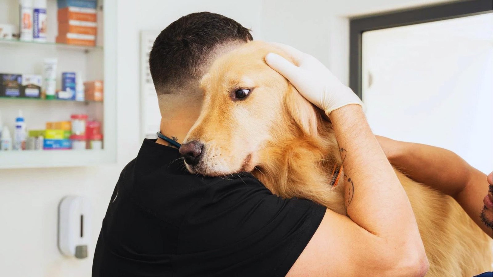 Vet in black scrubs and white gloves holds golden retriever close for comfort during exam in bright clinic room.