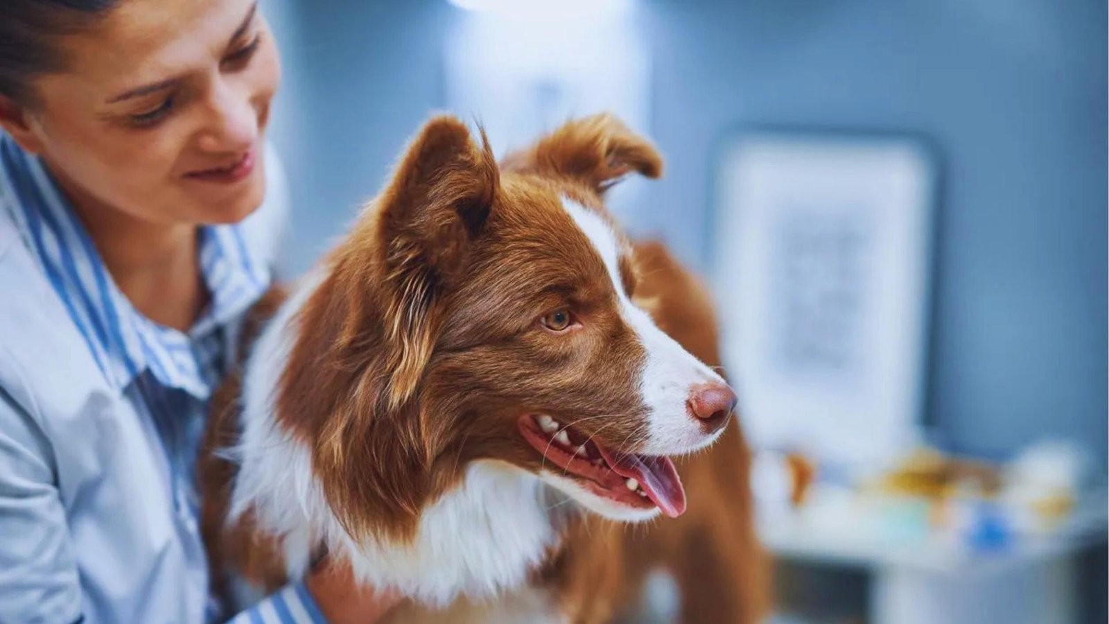 Smiling veterinarian in white coat with blue striped shirt gently examines happy brown and white Border Collie in clinic.