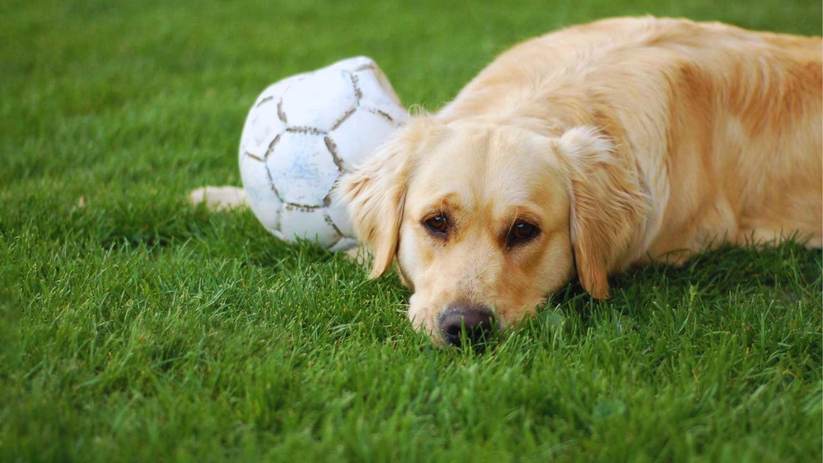 Golden retriever lies sadly on green grass beside deflated white soccer ball, head down and eyes droopy from joint pain.
