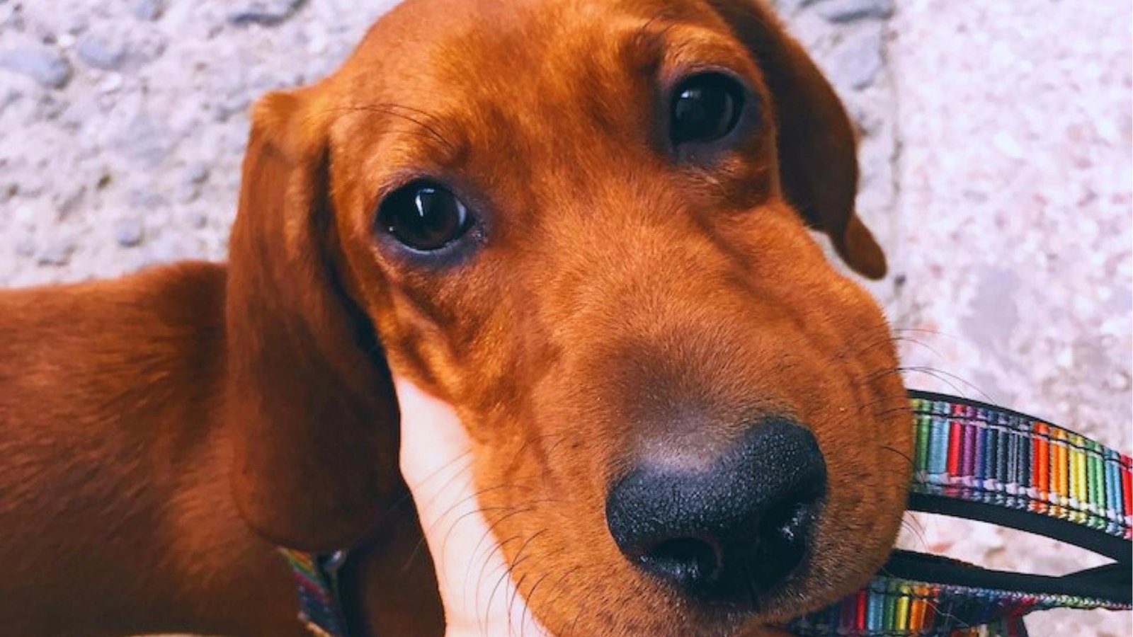 Close-up of red Dachshund with severe facial swelling on left side, wearing rainbow-striped collar while hand gently supports chin.
