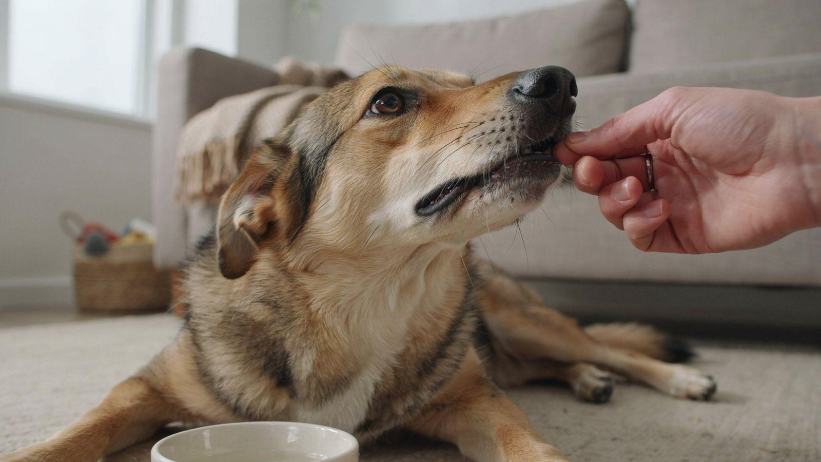 "Close-up of pet owner checking a dog’s dry nose and tacky gums as early signs of dehydration"