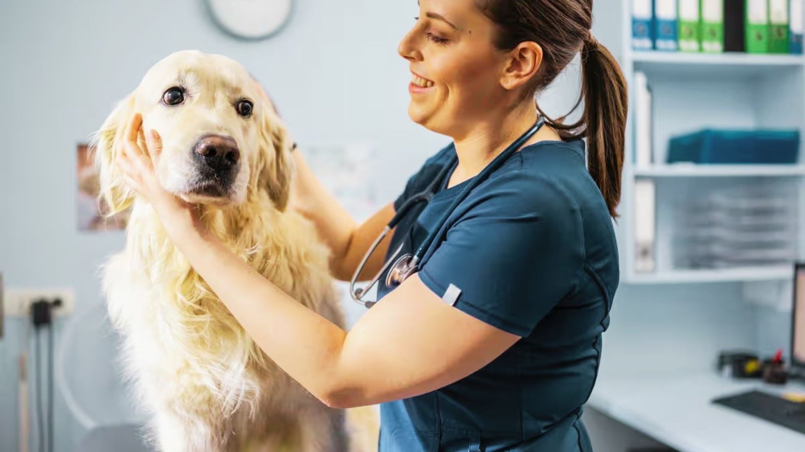 picture showing dog’s veterinary visit.