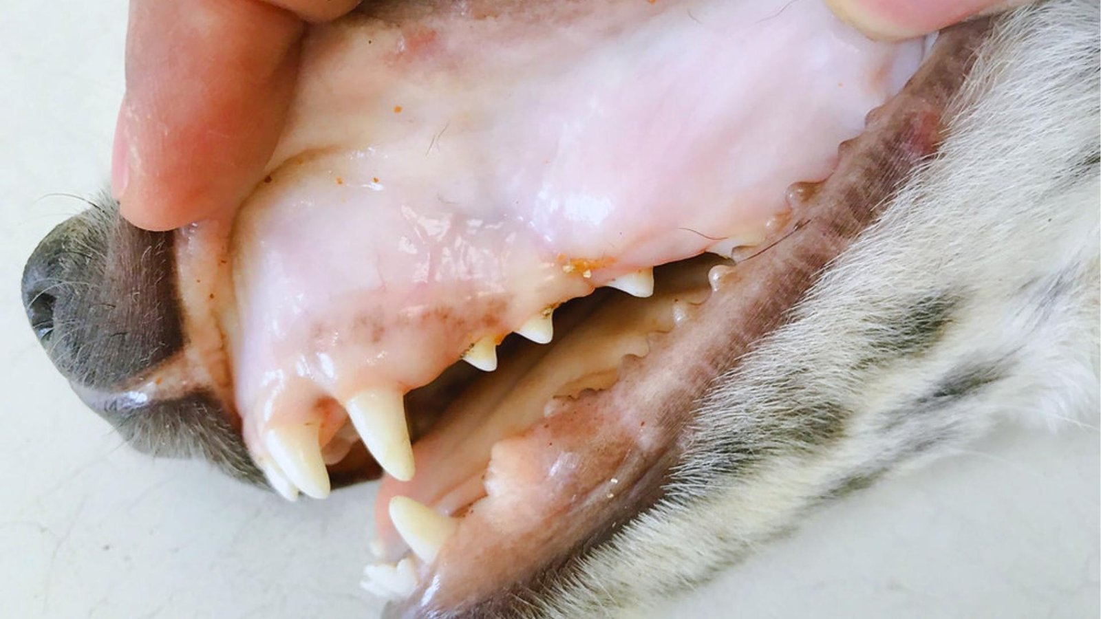 Dog's mouth held open shows severely pale, almost white gums with yellowed teeth, a critical warning sign of anemia.