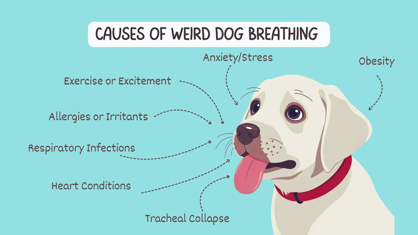 picture showing causes of heavy breathing.