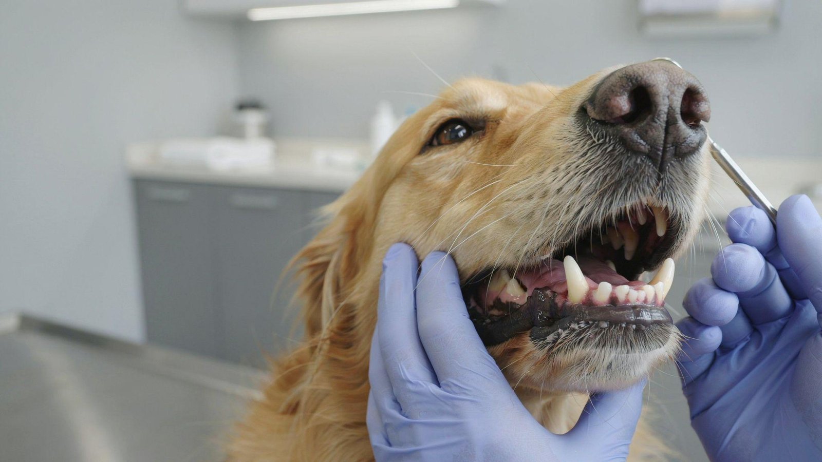 "Close-up veterinary examination of a dog’s open mouth showing incisors, canines, premolars, and molars for clear dental structure view in a clinical setting."