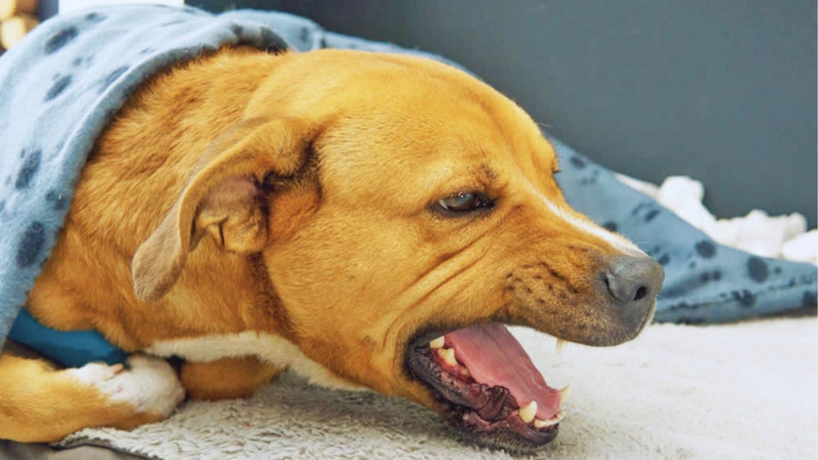 Brown dog lies under a blue paw-print blanket on carpet, mouth open wide in a cough or yawn, looking unwell.