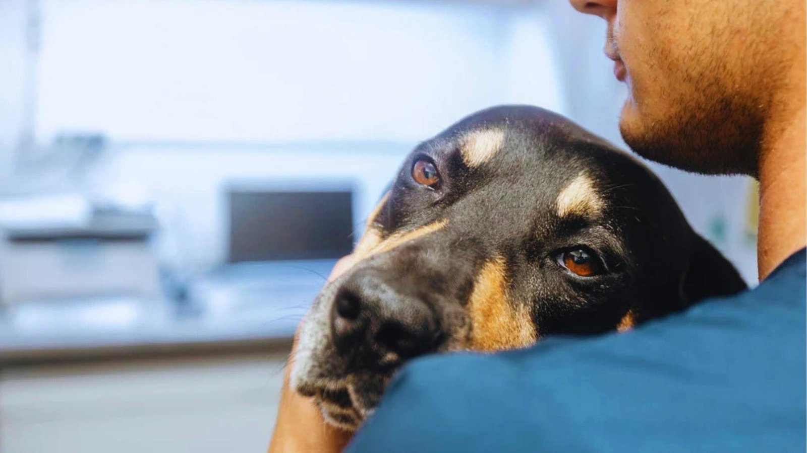 Black and tan dog with soulful brown eyes rests head on person's shoulder in vet clinic, looking worried and unwell.