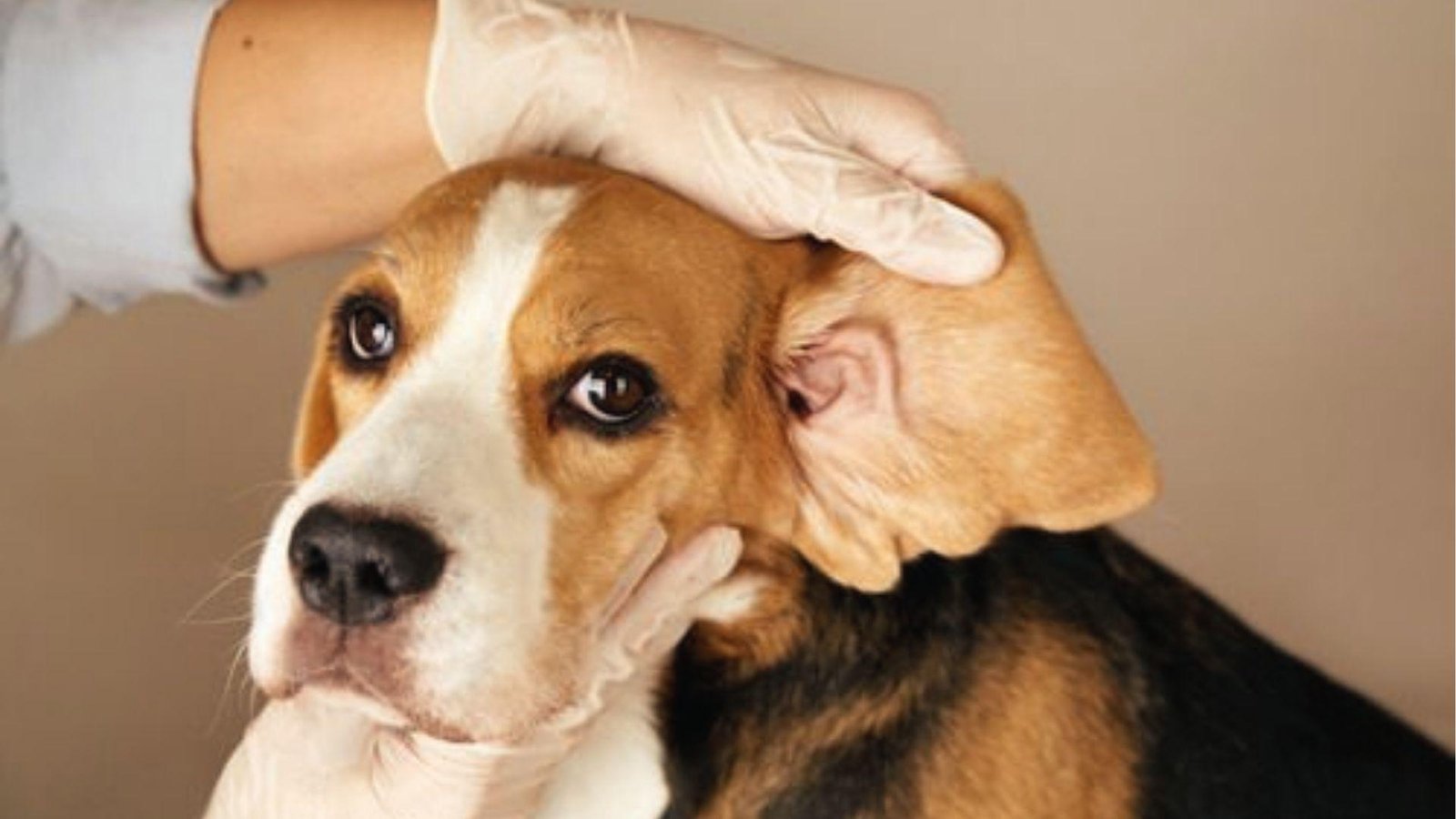 A vet examines a Beagle’s red, swollen ear flap for signs of hematoma or infection.