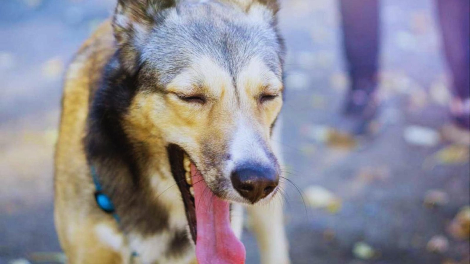 German Shepherd mix stands outdoors mid-cough with eyes closed, tongue out, and neck extended on paved path with leaves.